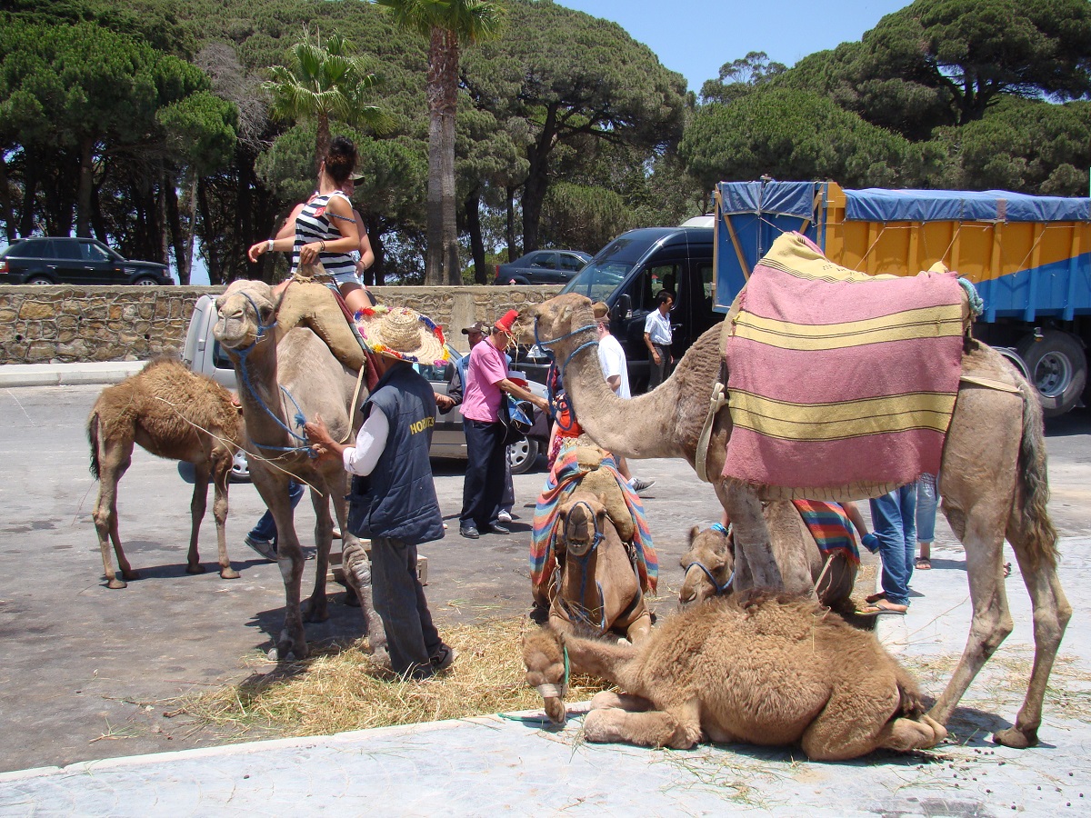 Tours en Marruecos Andalusia Guided Tours 6